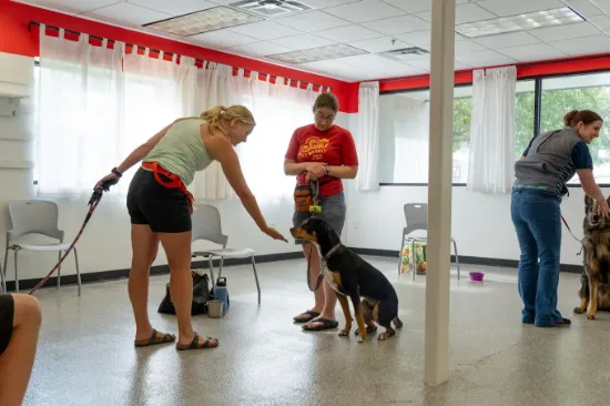 people and dogs in a training class